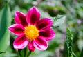 Close up Red pink Zinnia Ã¢â¬ËZany Rose Picotee` flower in a spring season at a botanical garden. Royalty Free Stock Photo